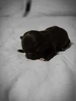 jake, a male Chihuahua for sale in Newark Valley, NY – Photo 5 of 5