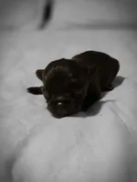 jake, a male Chihuahua for sale in Newark Valley, NY – Photo 4 of 5