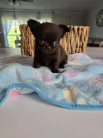 jake, a male Chihuahua for sale in Newark Valley, NY – Photo 4 of 7