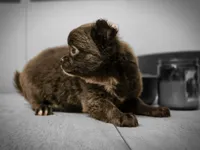 Jill, a female Chihuahua for sale in Newark Valley, NY – 6 of 10