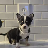 Lucy, a female Chihuahua for sale in Newark Valley, NY – Photo 1 of 6