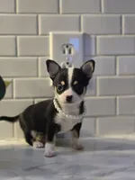 Lucy, a female Chihuahua for sale in Newark Valley, NY – Photo 1 of 6