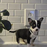 Lucy, a female Chihuahua for sale in Newark Valley, NY – Photo 2 of 6