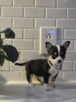 Lucy, a female Chihuahua for sale in Newark Valley, NY – Photo 2 of 6