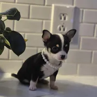 Lucy, a female Chihuahua for sale in Newark Valley, NY – Photo 6 of 6