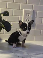 Lucy, a female Chihuahua for sale in Newark Valley, NY – Photo 6 of 6