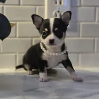 Lucy, a female Chihuahua for sale in Newark Valley, NY – Photo 3 of 6