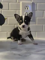 Lucy, a female Chihuahua for sale in Newark Valley, NY – Photo 3 of 6