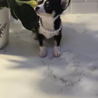 Lucy, a female Chihuahua for sale in Newark Valley, NY – Photo 5 of 6