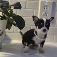 Lucy, a female Chihuahua for sale in Newark Valley, NY – Photo 4 of 6