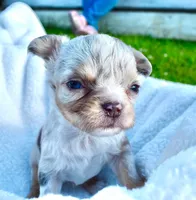 Landon, a male Chihuahua for sale in Newark Valley, NY – 5 of 8