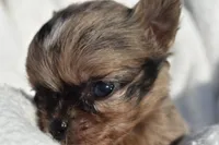 Isaac , a male Chihuahua for sale in Newark Valley, NY – 2 of 4
