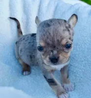Lizzy, a female Chihuahua for sale in Newark Valley, NY – 6 of 7