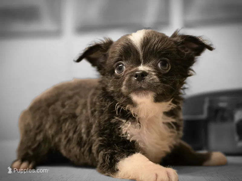 Jazz – Chihuahua puppy for sale in Newark Valley, NY