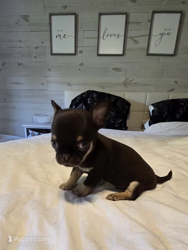 Jack – Chihuahua puppy for sale in Newark Valley, NY