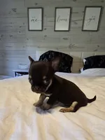Jack, a male Chihuahua for sale in Newark Valley, NY – 1 of 8