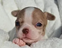 Bella, a female Chihuahua for sale in Newark Valley, NY – 7 of 8