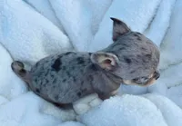 Lizzy, a female Chihuahua for sale in Newark Valley, NY – 3 of 7