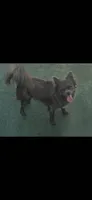Stitch, a male Chihuahua for sale in Newark Valley, NY – 2 of 3