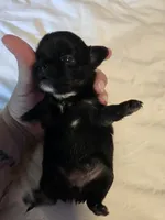 Jackie, a female Chihuahua for sale in Newark Valley, NY – 4 of 8
