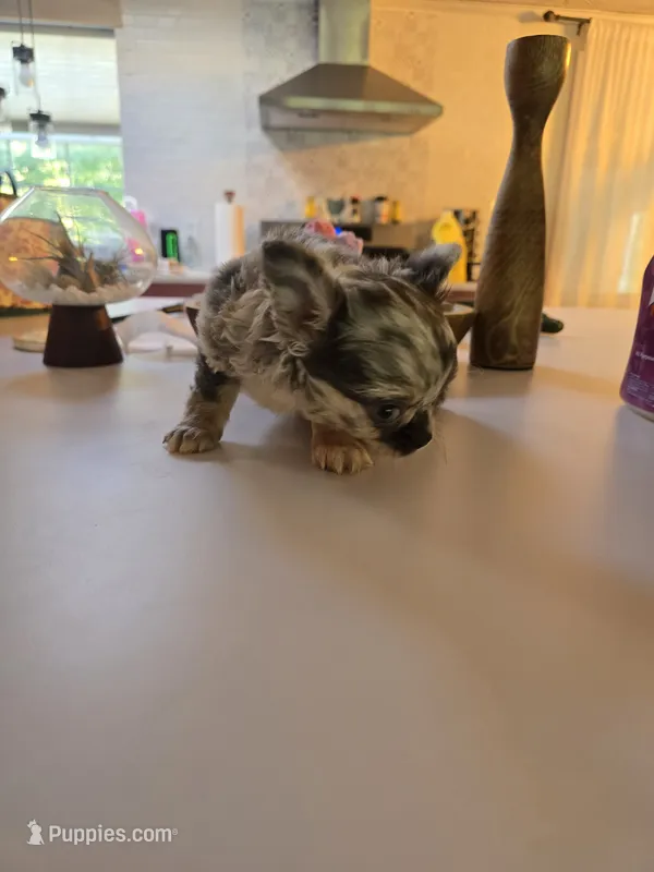 jake – Chihuahua puppy for sale in Newark Valley, NY
