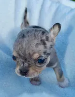 Lizzy, a female Chihuahua for sale in Newark Valley, NY – 4 of 7