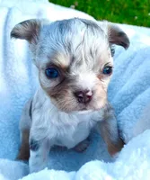 Landon, a male Chihuahua for sale in Newark Valley, NY – 8 of 8