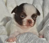 Basil, a male Chihuahua for sale in Newark Valley, NY – 3 of 7