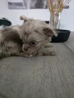 Lad, a male Chihuahua for sale in Newark Valley, NY – 4 of 7