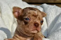 Bella-Jean , a female Chihuahua for sale in Newark Valley, NY – 1 of 7