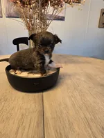 Allison, a female Chihuahua for sale in Newark Valley, NY – 1 of 5