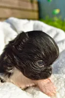 izzy, a female Chihuahua for sale in Newark Valley, NY – 7 of 7