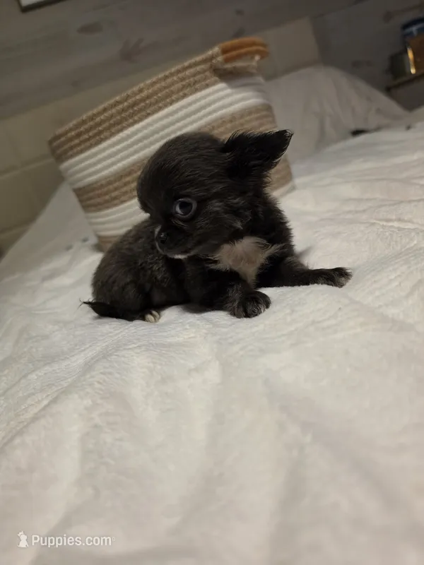 Jillian – Chihuahua puppy for sale in Newark Valley, NY