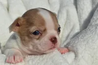 Bella, a female Chihuahua for sale in Newark Valley, NY – 1 of 8