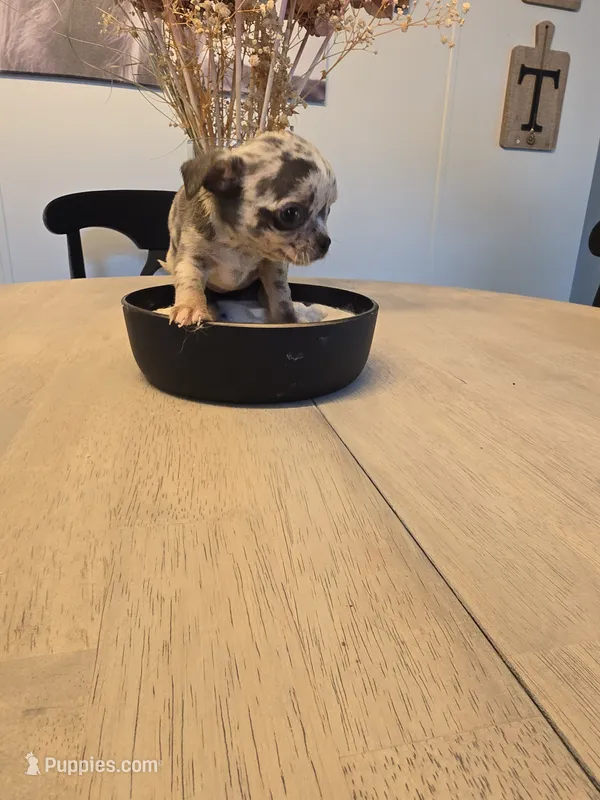 abby – Chihuahua puppy for sale in Newark Valley, NY