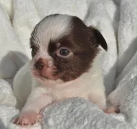 Basil, a male Chihuahua for sale in Newark Valley, NY – 5 of 7
