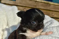 izzy, a female Chihuahua for sale in Newark Valley, NY – 5 of 7