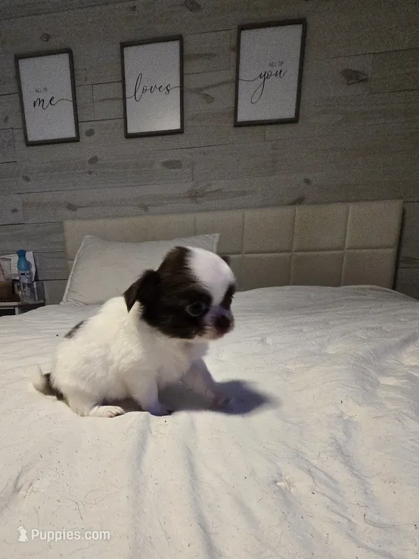 Basil – Chihuahua puppy for sale in Newark Valley, NY