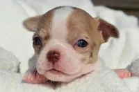 Bella, a female Chihuahua for sale in Newark Valley, NY – 5 of 8