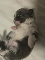 lilly, a female Chihuahua for sale in Newark Valley, NY – Photo 5 of 9