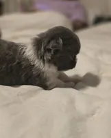 lilly, a female Chihuahua for sale in Newark Valley, NY – Photo 4 of 9