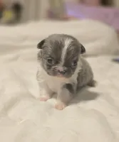 lilly, a female Chihuahua for sale in Newark Valley, NY – Photo 7 of 9