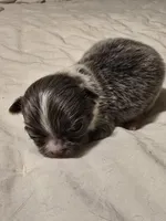 lilly, a female Chihuahua for sale in Newark Valley, NY – Photo 2 of 7