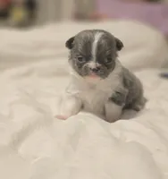 lilly, a female Chihuahua for sale in Newark Valley, NY – Photo 3 of 9