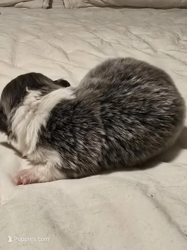 lilly, a female Chihuahua for sale in Newark Valley, NY – Photo 1 of 7