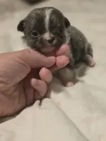 lilly, a female Chihuahua for sale in Newark Valley, NY – Photo 8 of 9