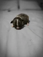 lilly, a female Chihuahua for sale in Newark Valley, NY – Photo 6 of 7