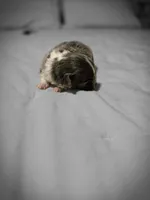 lilly, a female Chihuahua for sale in Newark Valley, NY – Photo 7 of 7