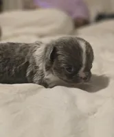 lilly, a female Chihuahua for sale in Newark Valley, NY – Photo 6 of 9