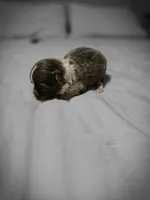 lilly, a female Chihuahua for sale in Newark Valley, NY – Photo 5 of 7